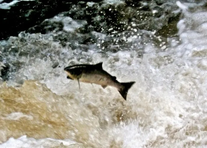 Vakantiehuis Fough East,